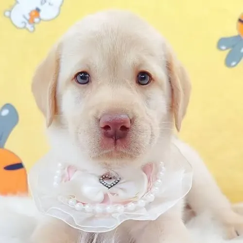 Lindinha labrador fêmea chocolate filhotes