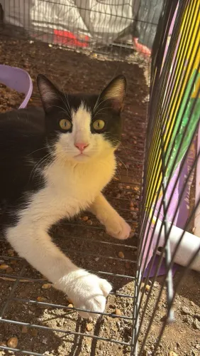 Gato Frajola