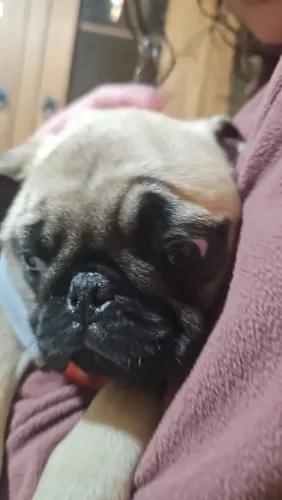 PUG com todas as vacinas.