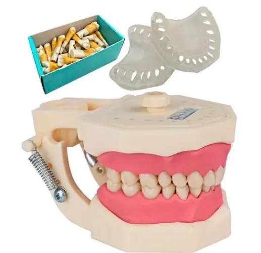 Kit Manequim Multidisciplinar para Periodontal e Dentistica Oral