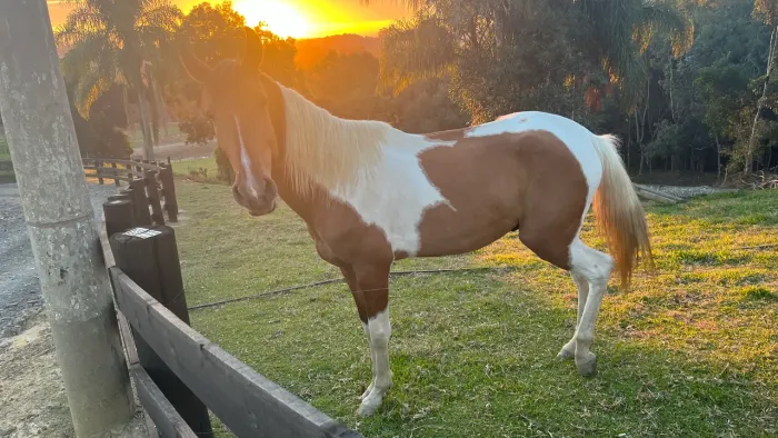 Lindo cavalo campolina de marcha