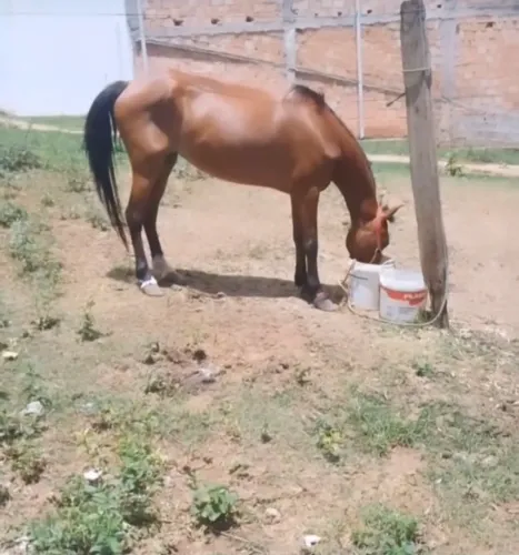 Vendo Égua top