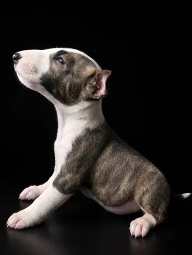Filhote Bull Terrier Macho Mini Tigrado Colorido RajadoPreto