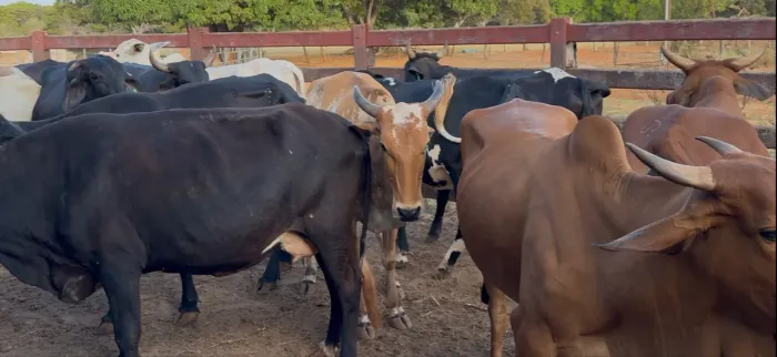 Vacas prenhas
