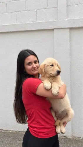 Filhote de Golden Retriever 