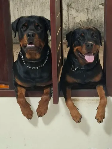 Filhote de Rottweiller