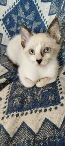 Gatinhos machos para adoção