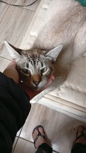 Gato branco Filhote 