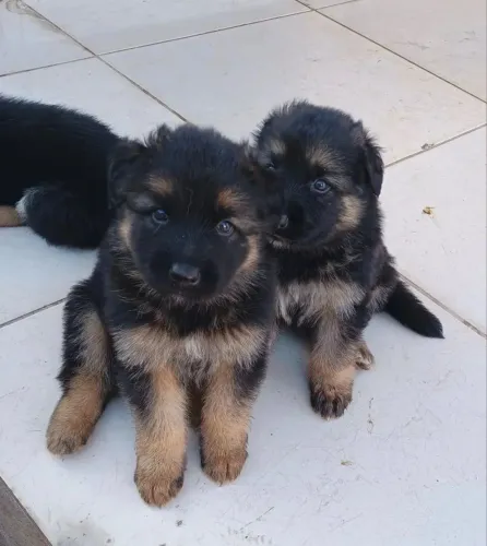 Seu novo pet é melhor amigo ; Pastor alemão !
