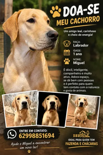 Labrador