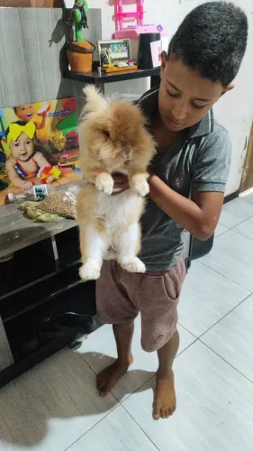 Vendo esse lindo coelho de raça pura 150reais