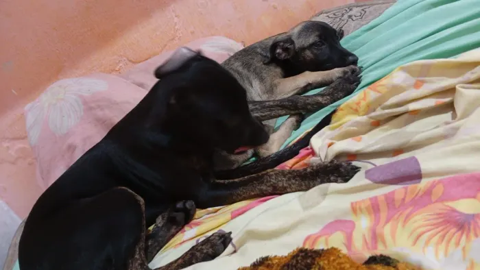 Cachorros para a adoção 