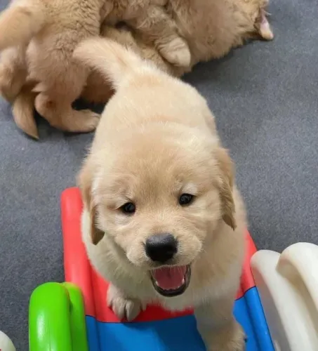 Filhotes de Golden Retriever | Filhote com olhar irresistível.