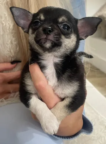 Lindos de chihuahua Vermifugados e vacinados.