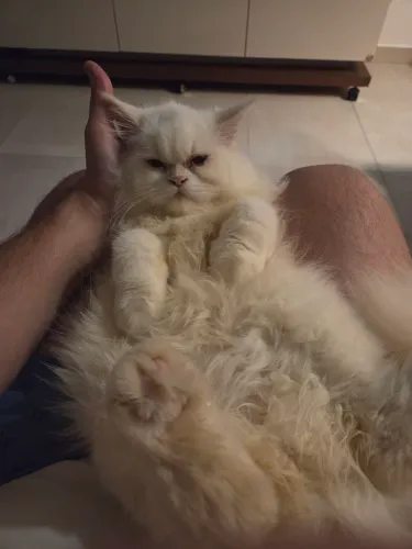 Filhote de Gato Persa Himalaia