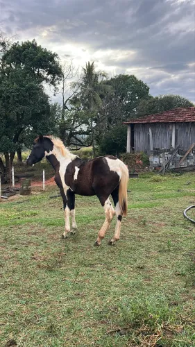 Vendo Potro (cavalo)