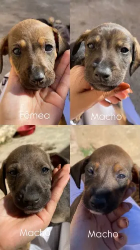 Filhotes para adoção responsável !!