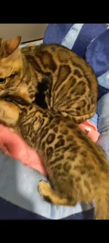Gato bengal legito gato de bengala, pais com PEDIGREE 