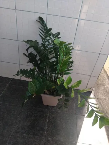 Plantas zamioculca