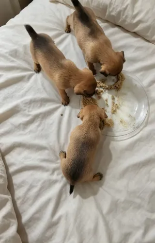 chihuahua+Pincher 