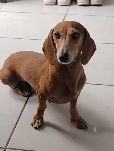 Salsicha original a procura de um namorado