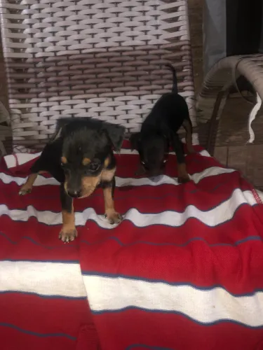 Pinscher 01 700 aceitamos cartões 