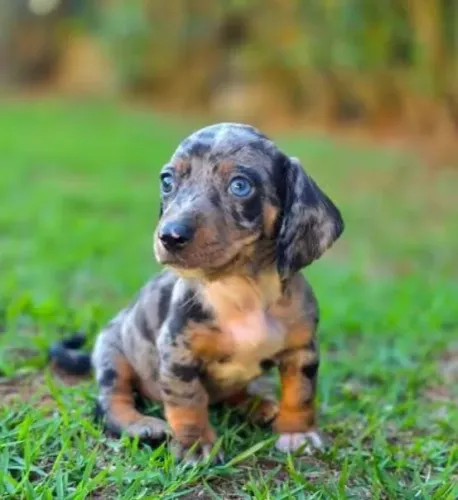 Basset teckel