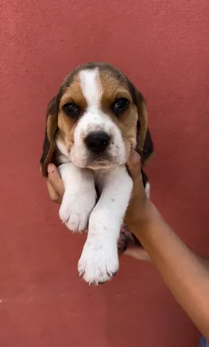 Beagles 13 polegadas 