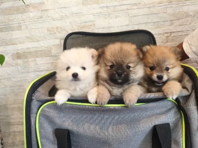 Lulu da Pomerânia - Fofinhos