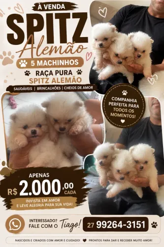 Lindos filhotes de Spitz Alemão disponíveis !