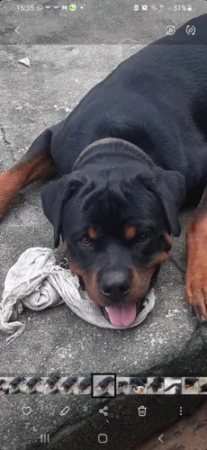 Cão rottiwallei  cabeça  de touro disponível  para cruzar