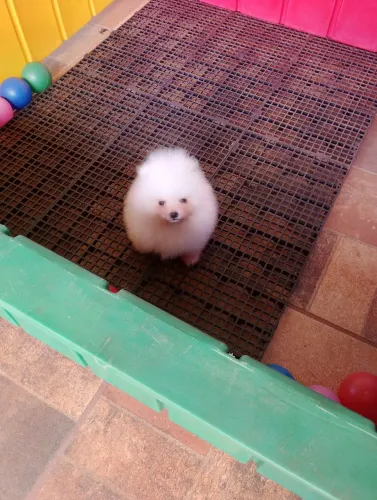 2 fêmeas de Spitz alemão disponível 