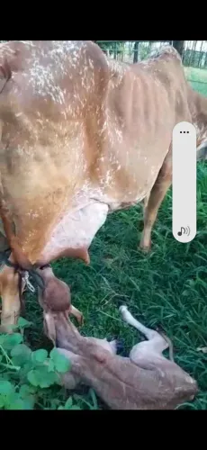 Nelore / gado / boi / bezerro