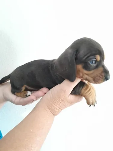 Dachshund pretinha maravilhosa