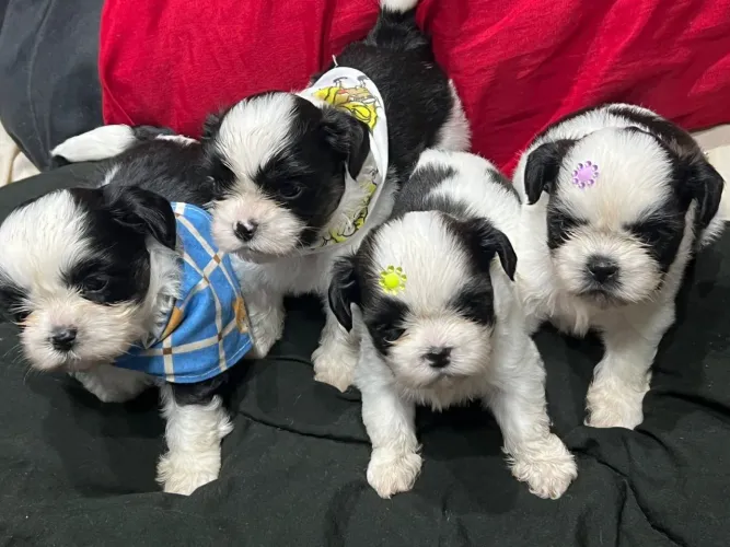Filhotes de Shih-tzu macho e fêmea disponível