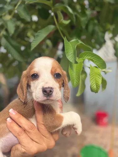 Beagle 