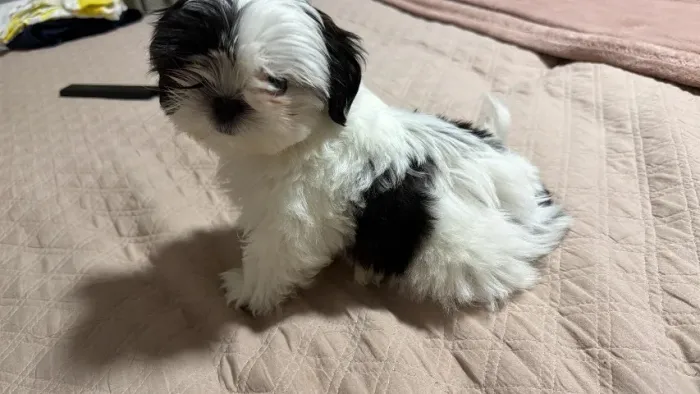 shih tzu filhote