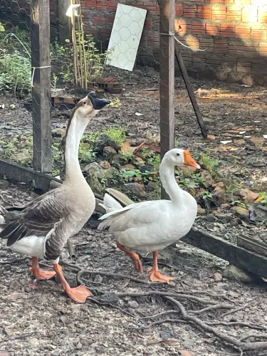 Casal de ganso 