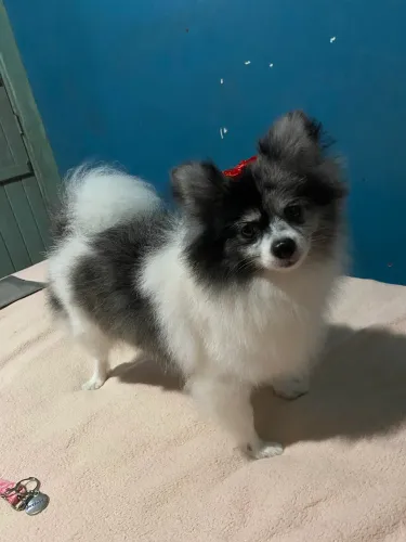 Procuro namorado para a uma Lulu da pomerania