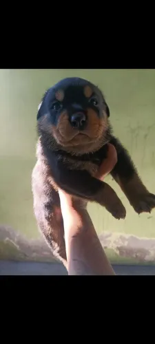Rottweiler