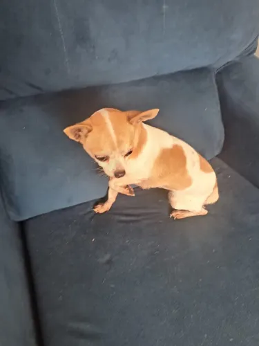 fêmea de Chihuahua adulta