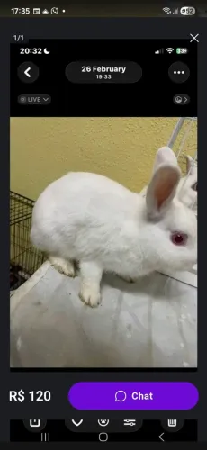 Mini coelho