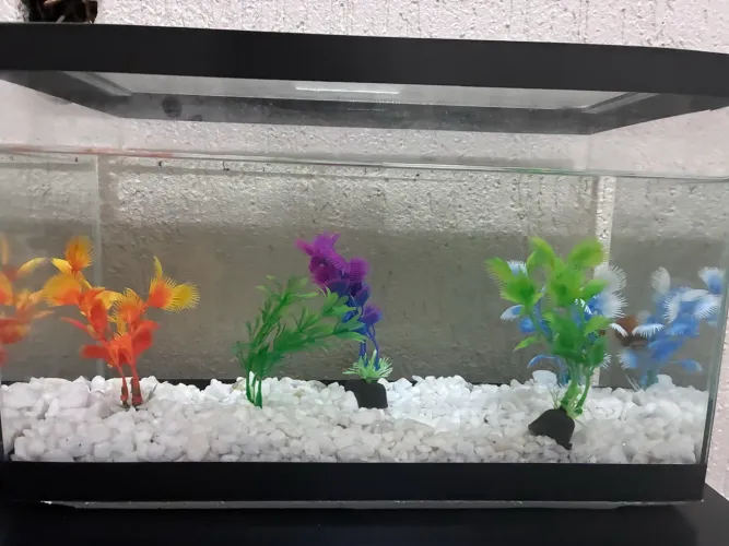Aquário de 10l com tampa, pedras e decorações
