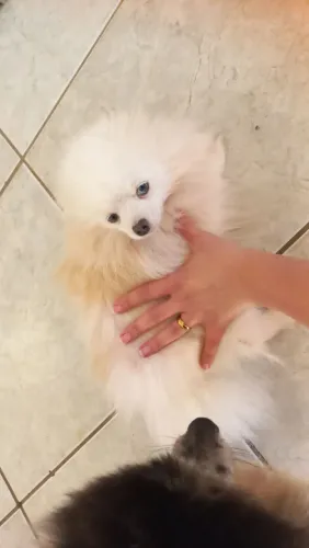 Fêmea lulu da Pomerania olhos azuis