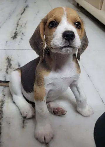 Linda filhote de beagle femea