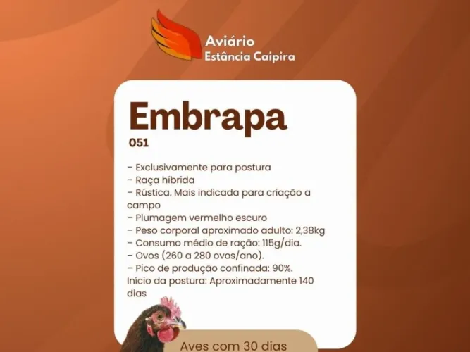 Embrapa 051 - 30 Dias