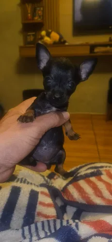 Pinscher fêmea 0