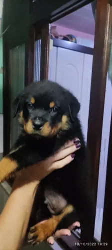 Rottweiler com Pedigree de Campeão