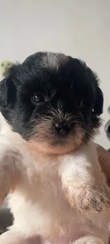 Vendo filhote de shitzu com maltes 
