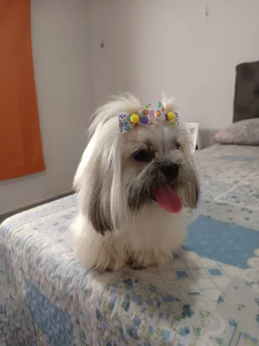 Cachorro 
